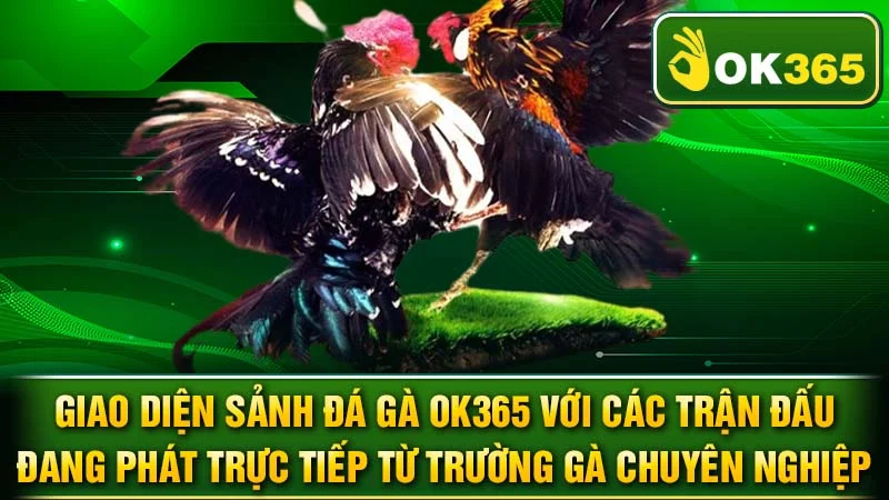Giao diện sảnh đá gà OK365 với các trận đấu đang phát trực tiếp từ trường gà chuyên nghiệp.