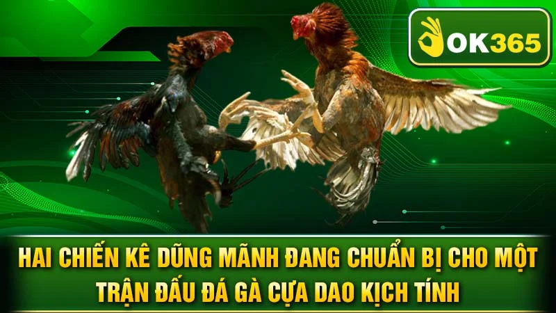 Hai chiến kê dũng mãnh đang chuẩn bị cho một trận đấu đá gà cựa dao kịch tính.