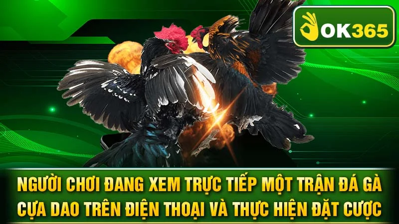 Người chơi đang xem trực tiếp một trận đá gà cựa dao trên điện thoại và thực hiện đặt cược.