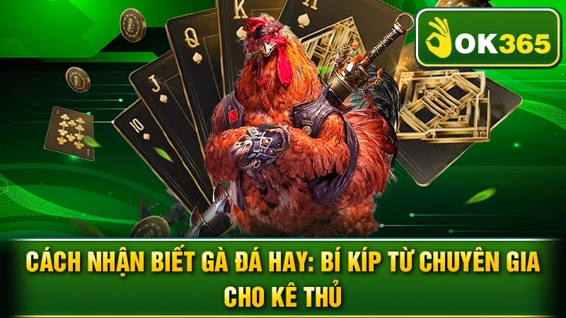 Cách Nhận Biết Gà Đá Hay: Bí Kíp Từ Chuyên Gia Cho Kê Thủ