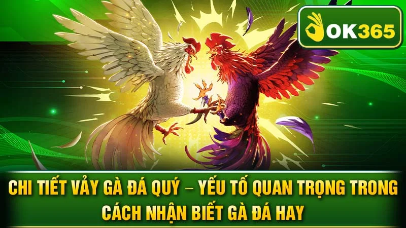 Chi tiết vảy gà đá quý - yếu tố quan trọng trong cách nhận biết gà đá hay.