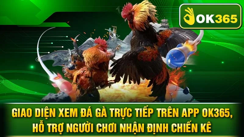 Giao diện xem đá gà trực tiếp trên app OK365, hỗ trợ người chơi nhận định chiến kê.
